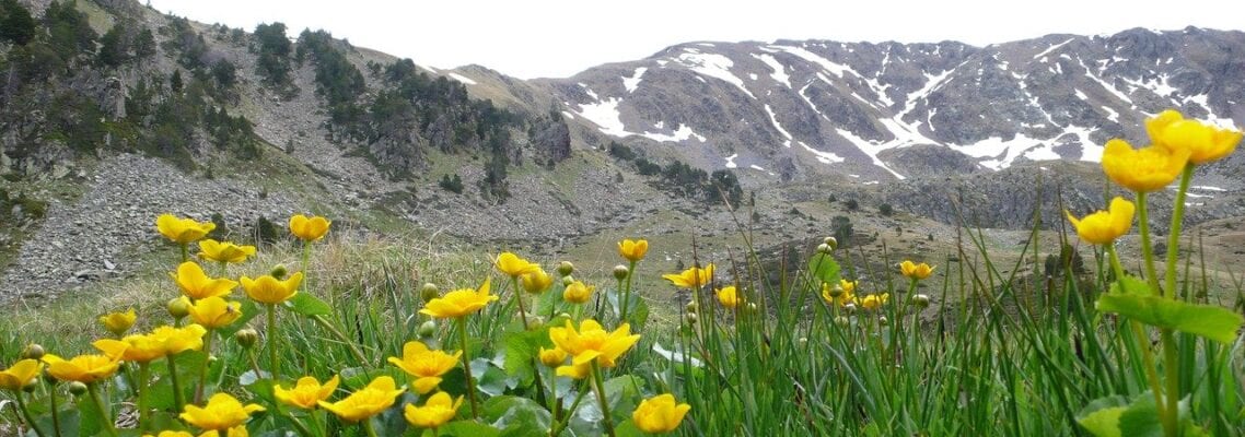 A field of yellow flowers in front of some mountains