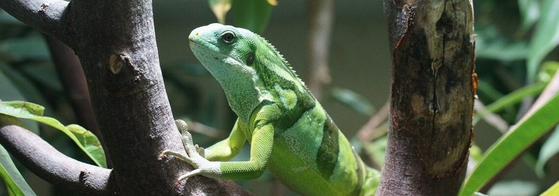 A green lizard sitting on top of a tree branch.