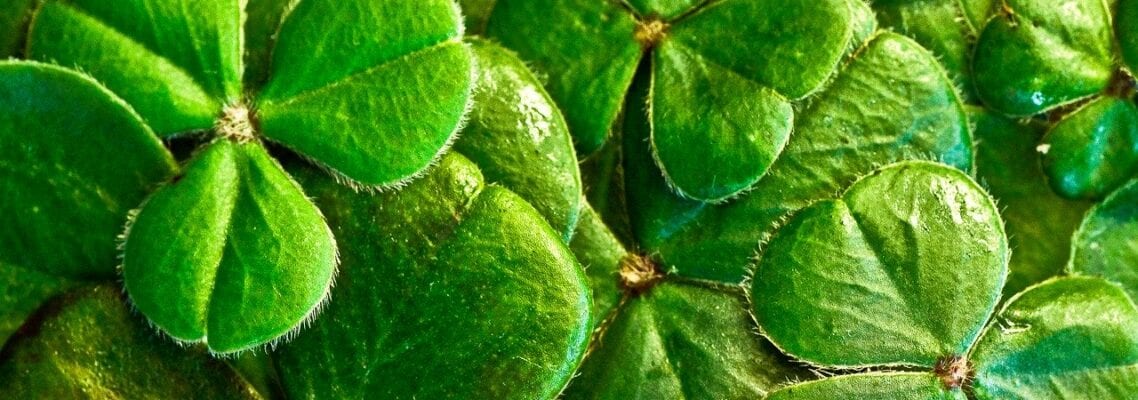 A close up of green leaves with four leaf clovers