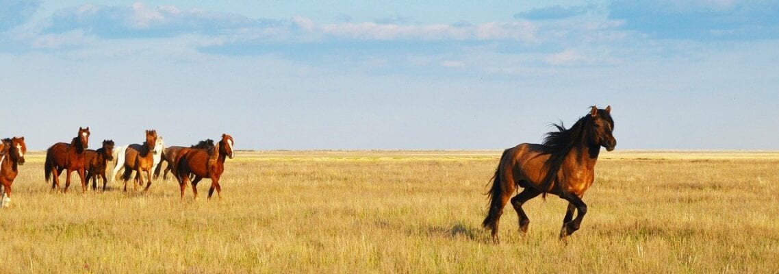 A group of horses running in the grass.