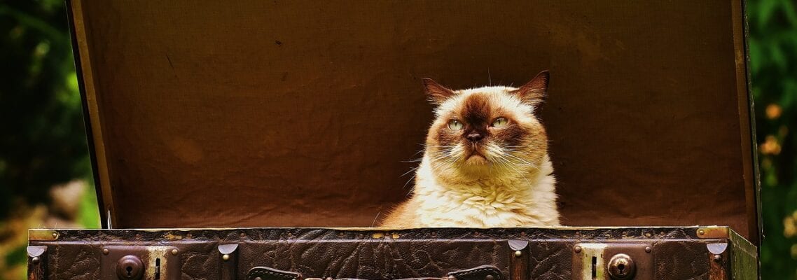 A cat sitting in an open suitcase on the grass.